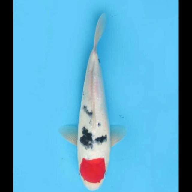 33cm Female - Red Tancho Sanke Original