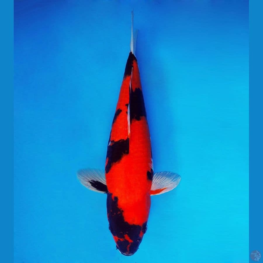 MATSURI 3 ~ Hi Showa Quality (sisik) 32 cm/fm ™