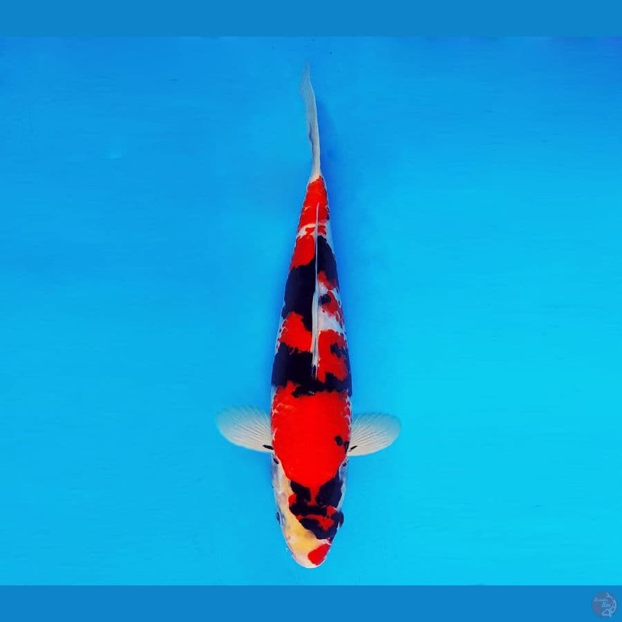 MATSURI 6 ~ Showa Evolution 30 cm/male ™
