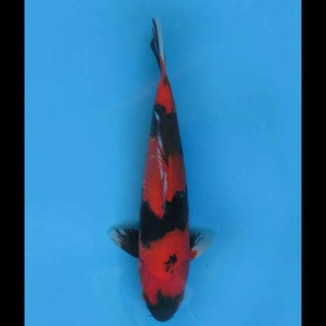 28cm Male Tosai - Hi Utsuri Warna Solid