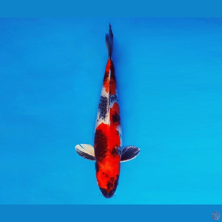 MATSURI 9 ~ Showa Hikari 31 cm/male ™