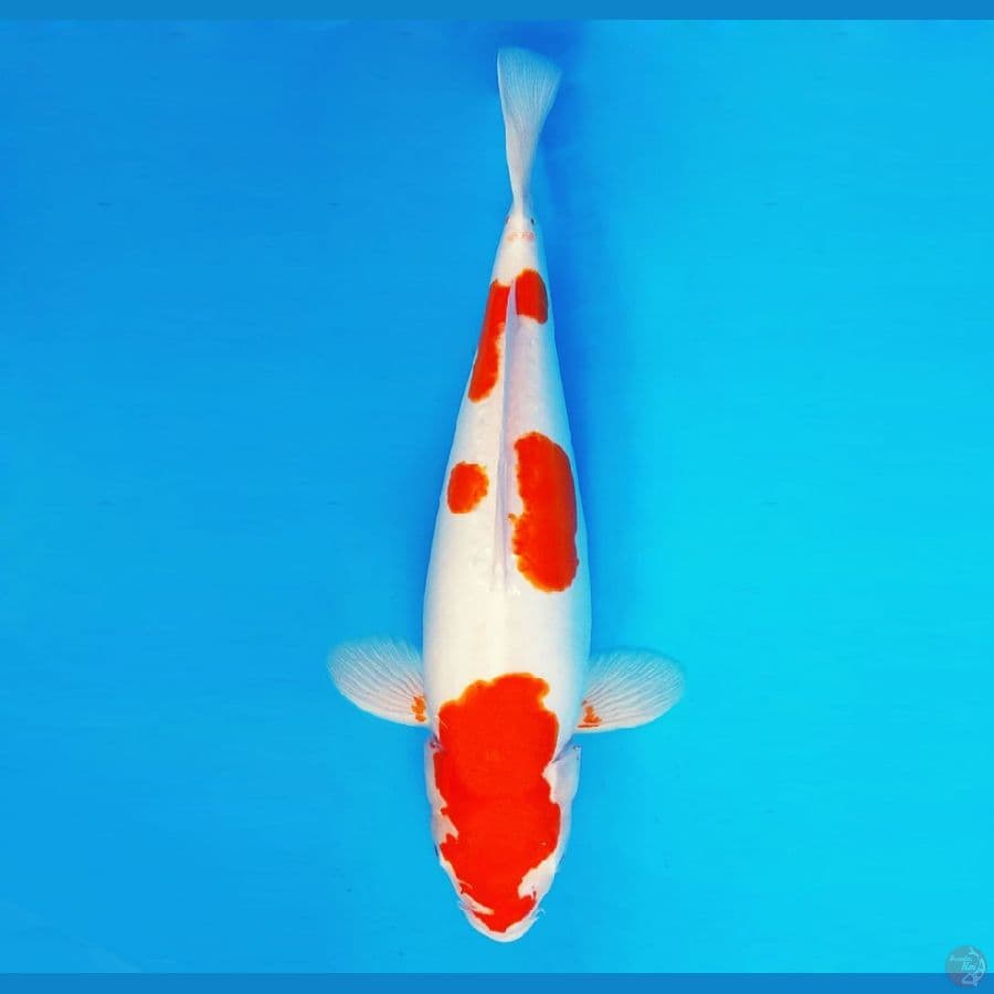 MATSURI 16 ~ Kohaku Doitsu 45 cm/fm ™