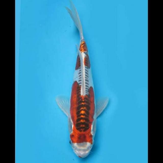 26cm Male - Beni Kikoryu Nidan
