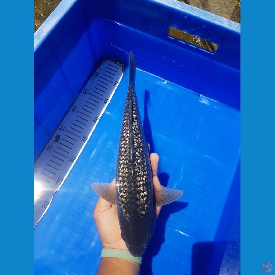 35cm