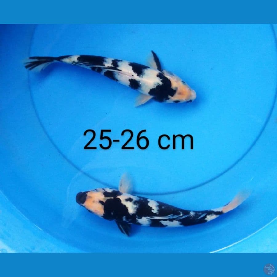 shiro sq 25-26 cm