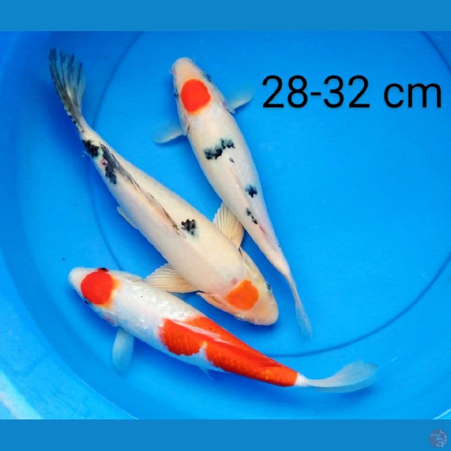 mix tancho 28-32 cm