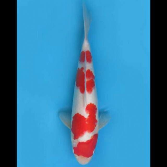 33cm Female - Yondan Kohaku Halus