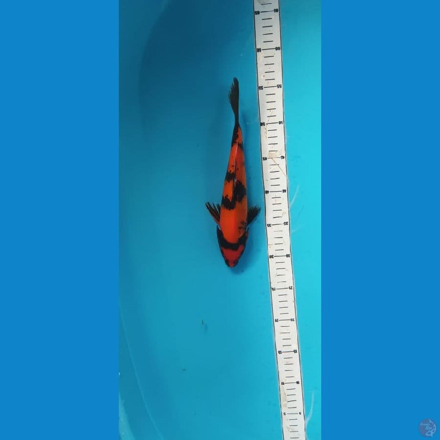 utsuri 26cm