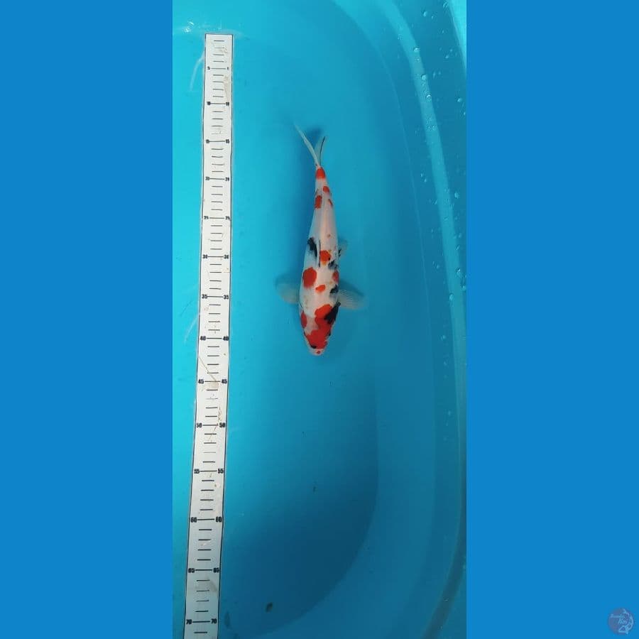 showa 28cm