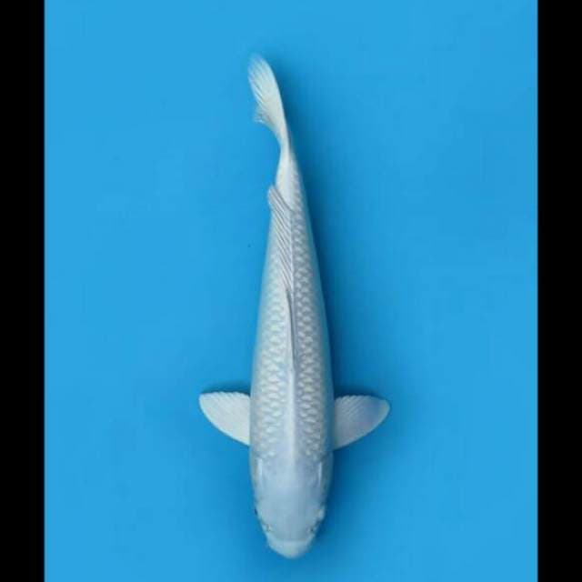 34cm Male Tosai - Super Platinum Bersih