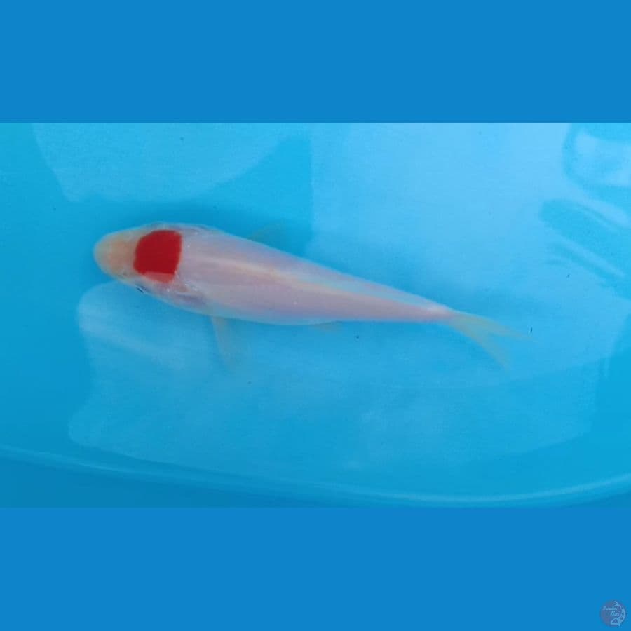 Tancho Kohaku Ori