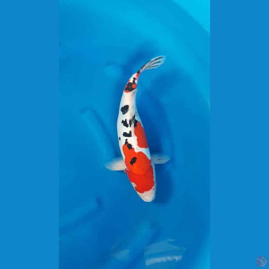 SANKE DOITSU MURNI - 38Cm/f⁶