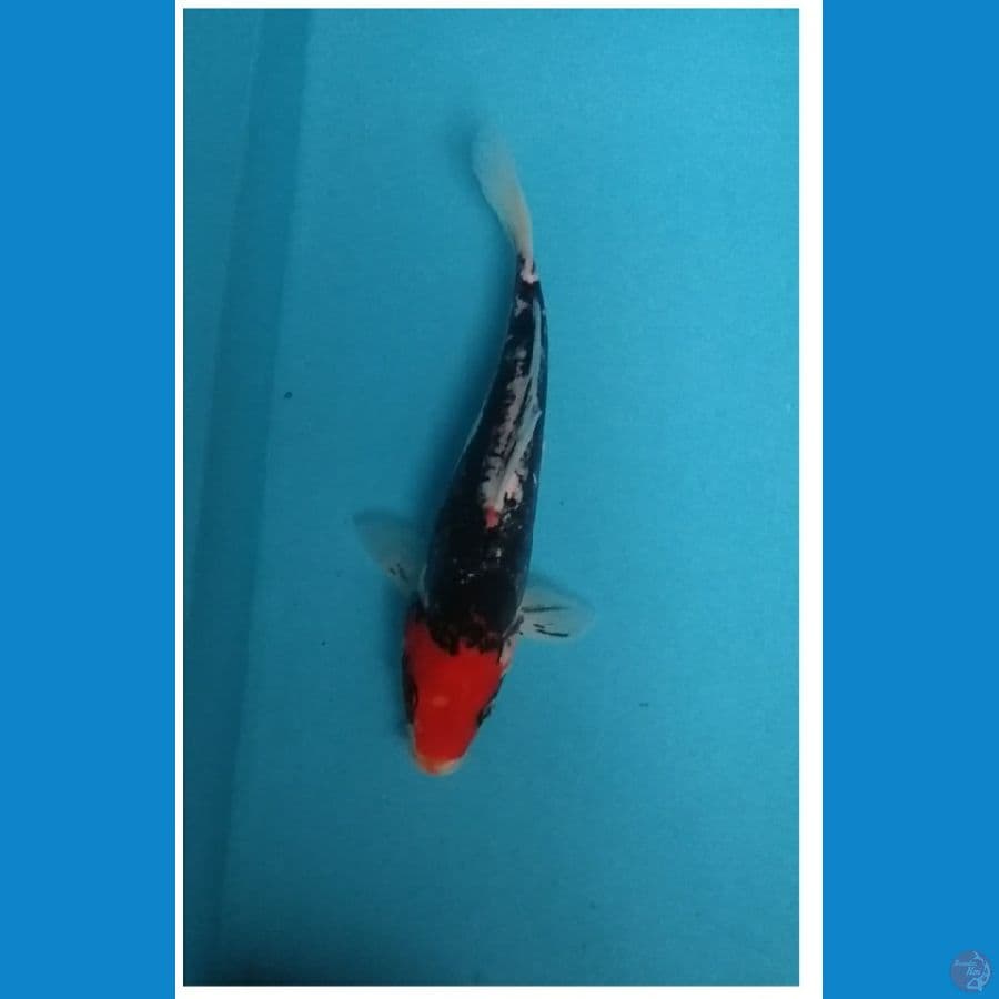 Benikumon 24cm Jantan.