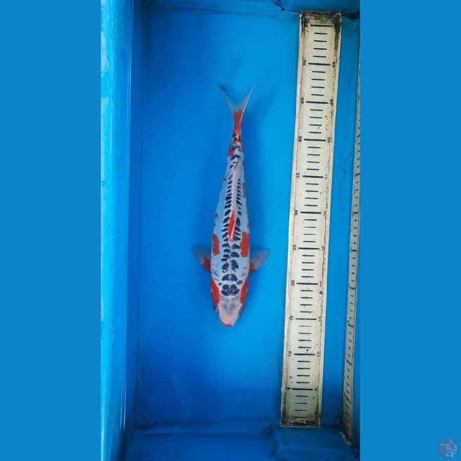 shusui 30cm
