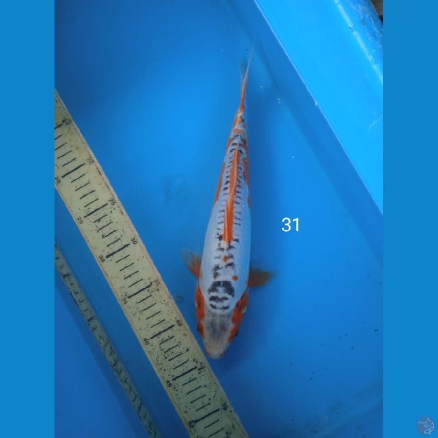 shusui 31cm