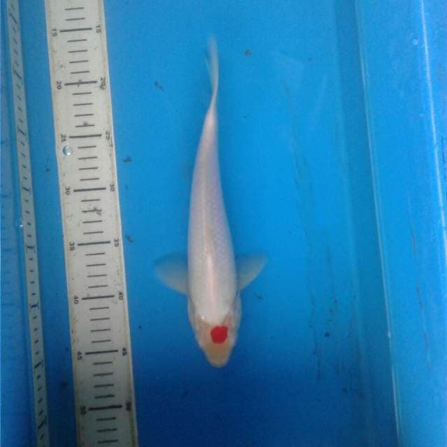 mini tancho kohaku
