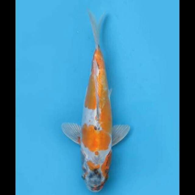33cm Female - Kinkikoryu Antik