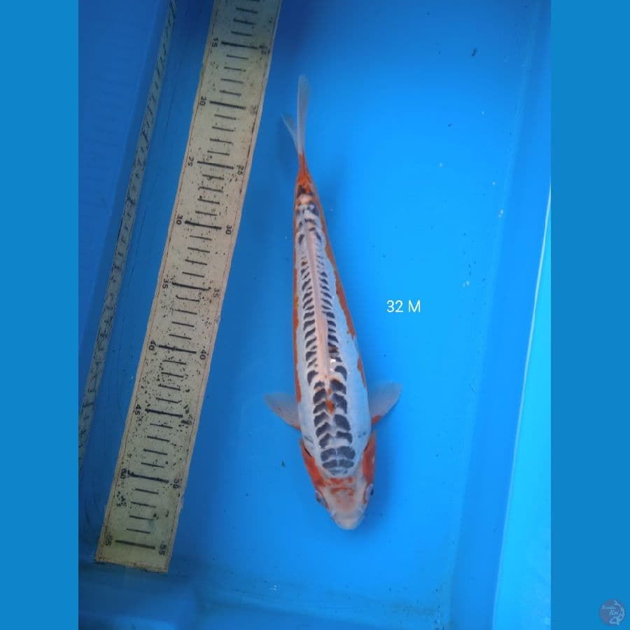 shusui 32cm