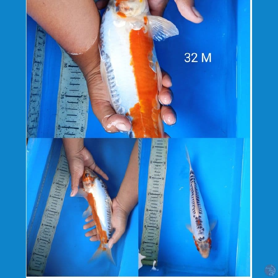 shusui 32cm