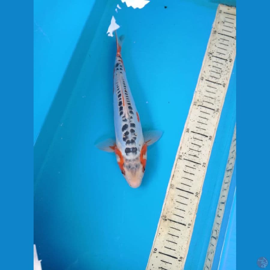 shusui 29cm