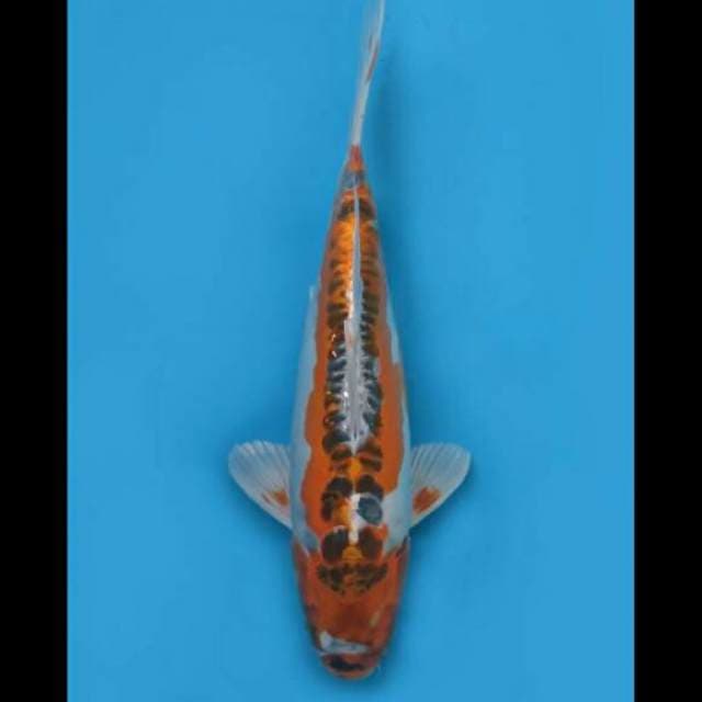 36cm Female - Kujaku Ring Naga