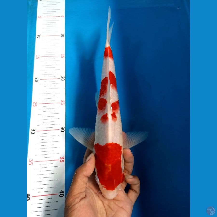 Kohaku 30cm male