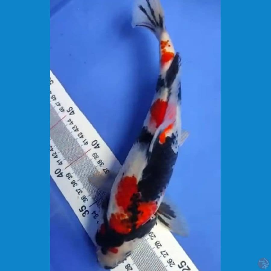 showa 29 cm