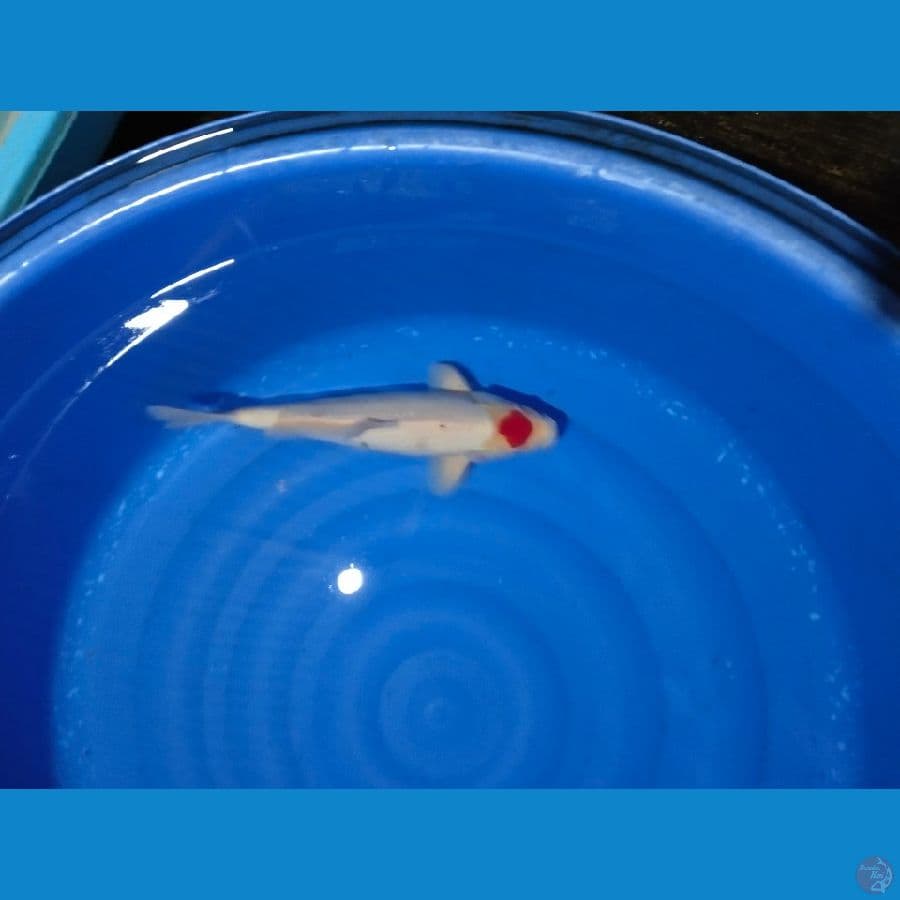 Tancho jantan 40cm