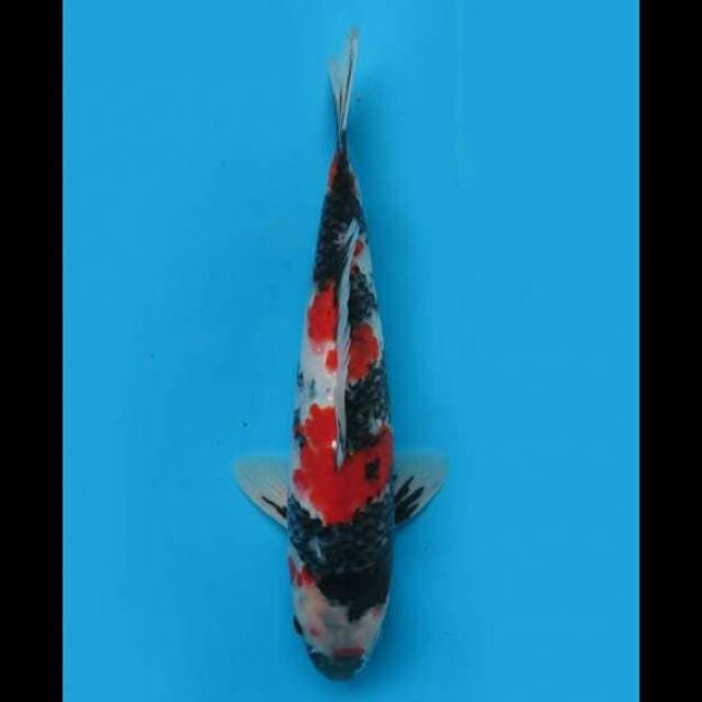 32cm Male - F1 Strong Showa