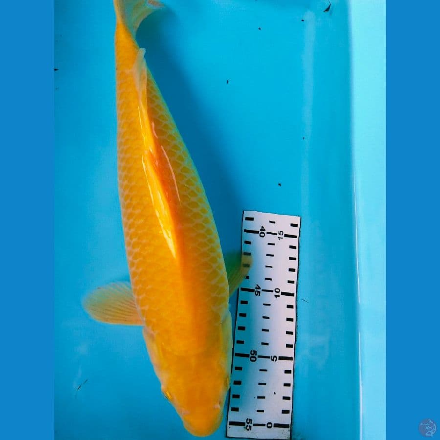 karasi mm 37cm