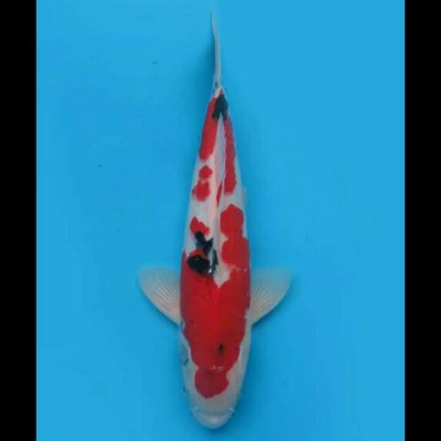 35cm Male - F1 Taisho Sanke Halus