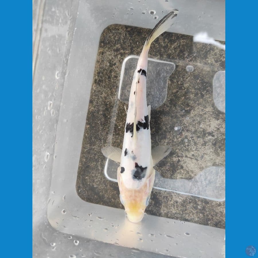 17cm