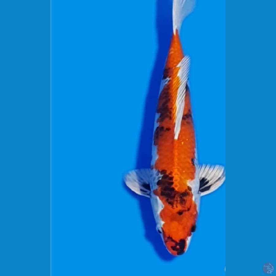 kin showa 34 bu (import Tanaka Koi farm) serti