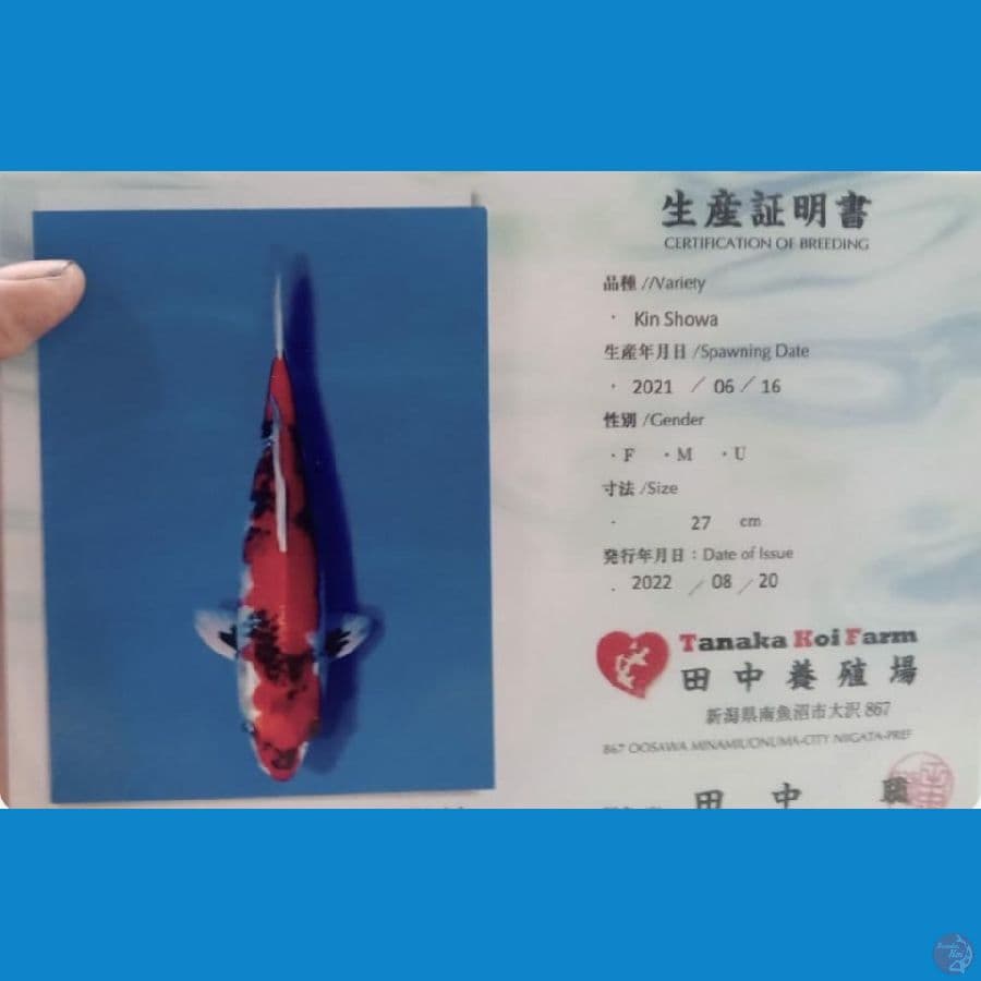 kin showa 34 bu (import Tanaka Koi farm) serti