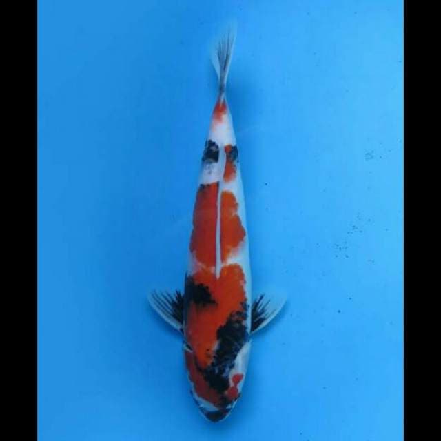 36cm Female - Showa Tategoi Halus