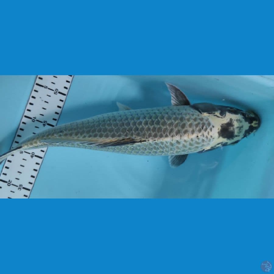 mukasi 31cm