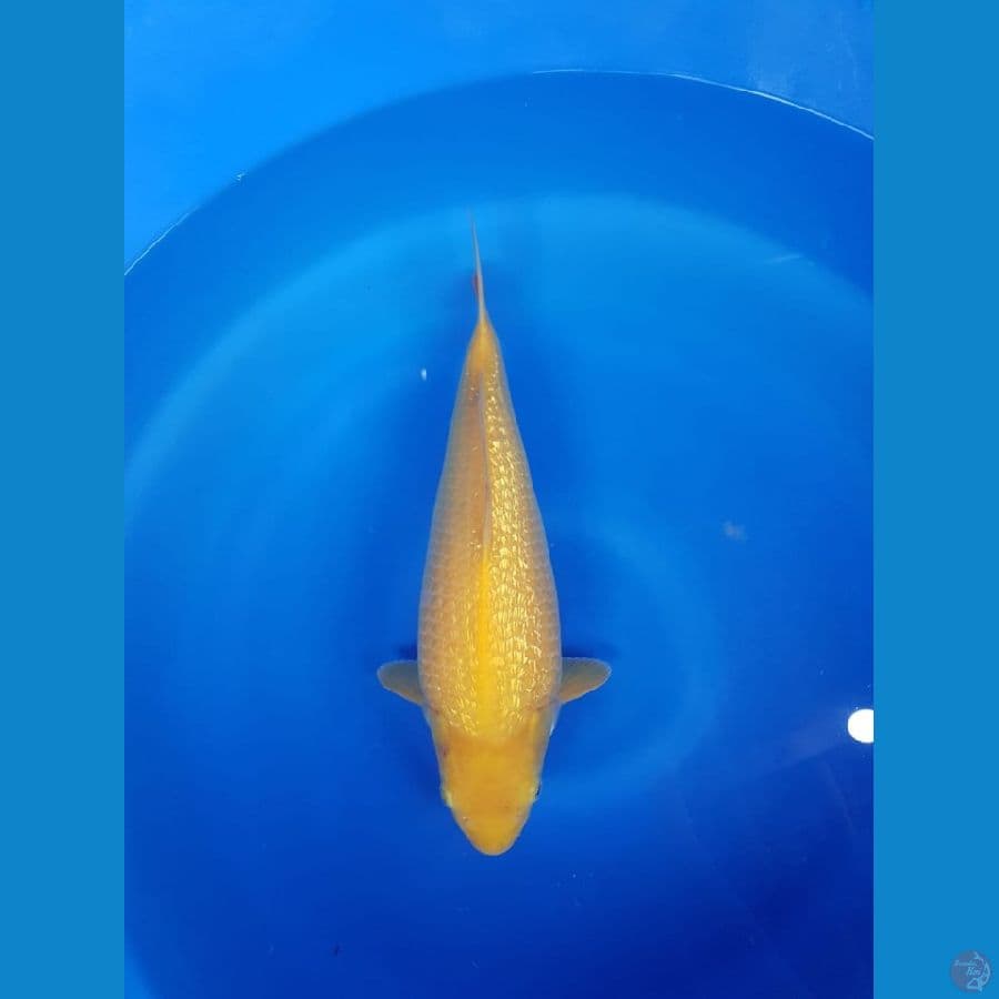 Karasi 37cm fuull ginrin super bulky