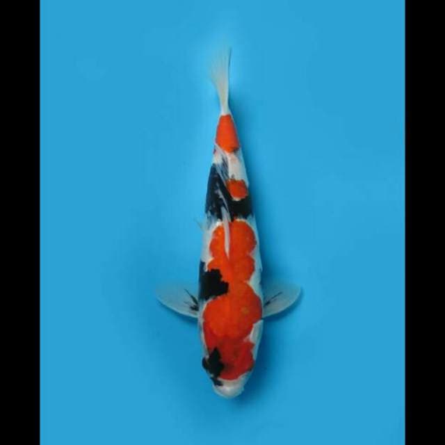 37cm Female - Showa Tategoi Halus