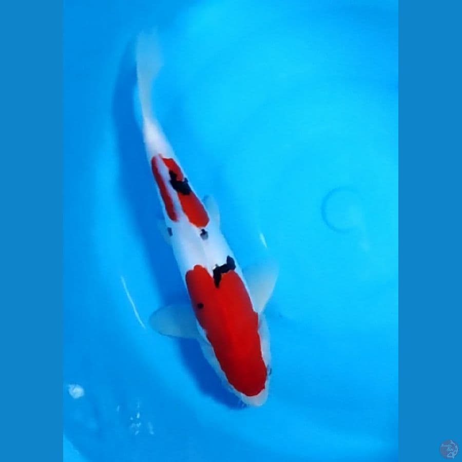 Taisho Sanke doitsu.. 29cm. Male
