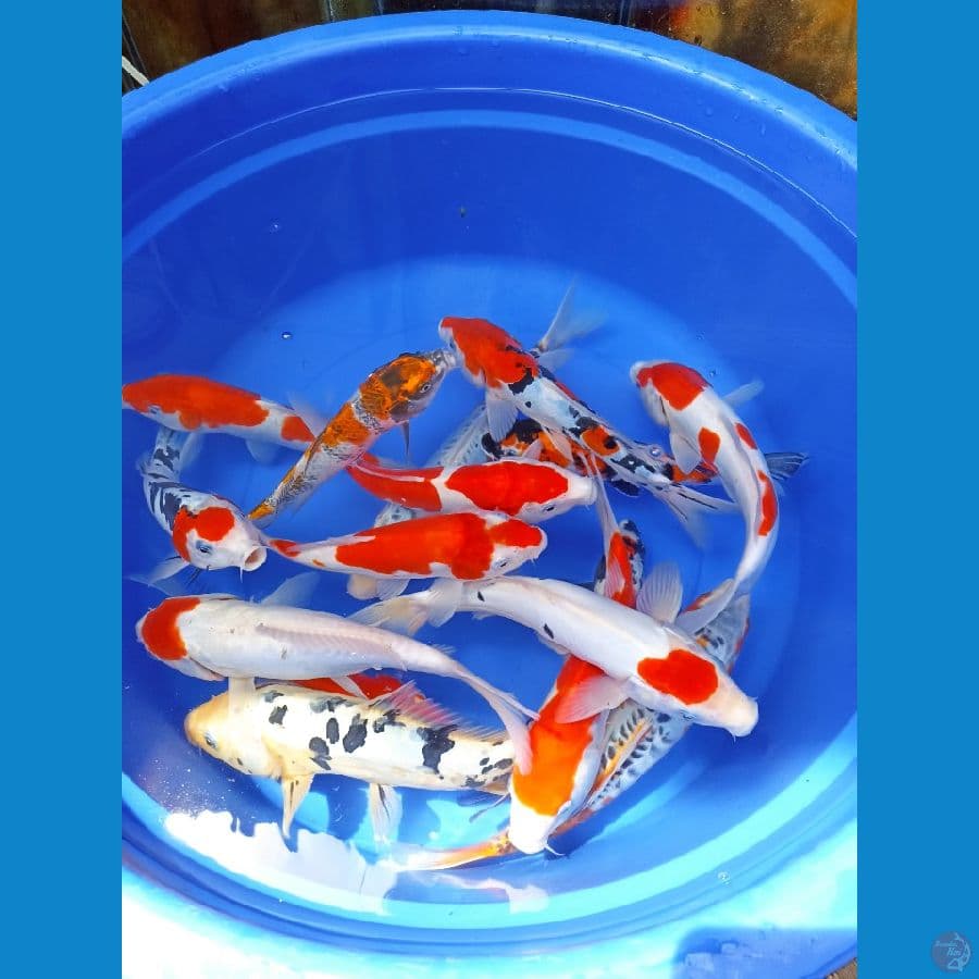 kohaku sanke doit shusui showa sisik sz 24-30 16 ekr
