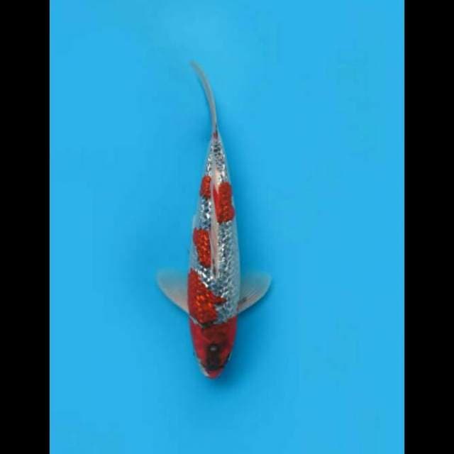 35cm Male - Goshiki Red Ginrin