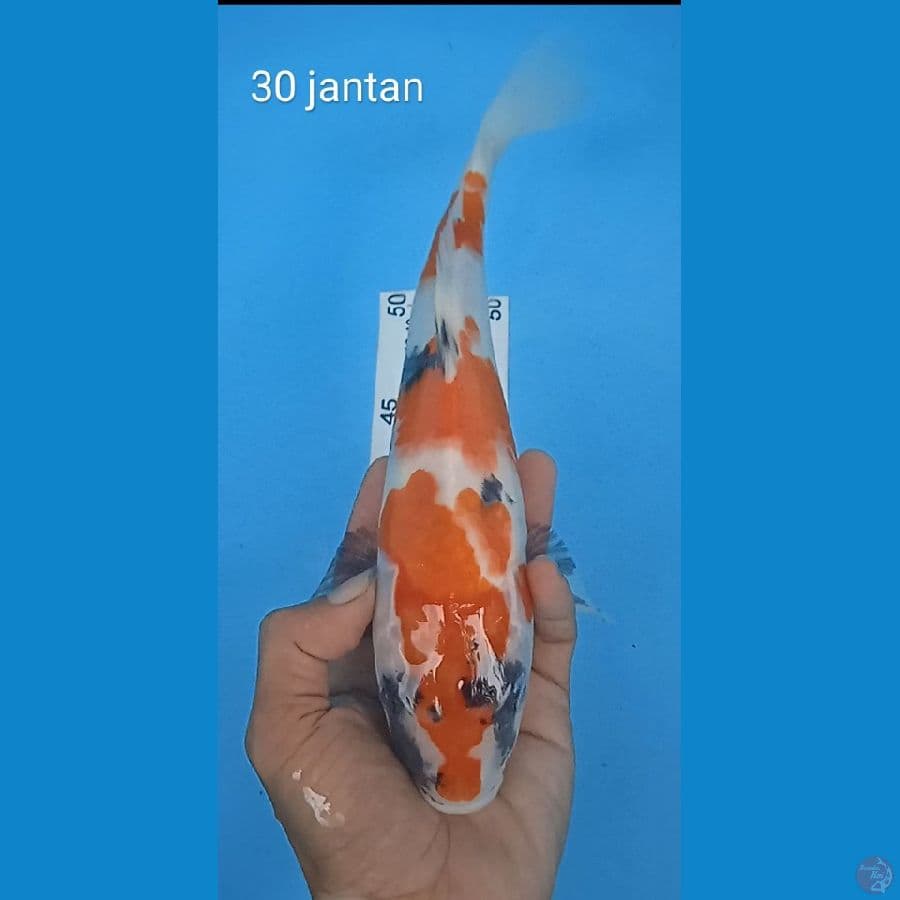 showa : 30 cm jantan