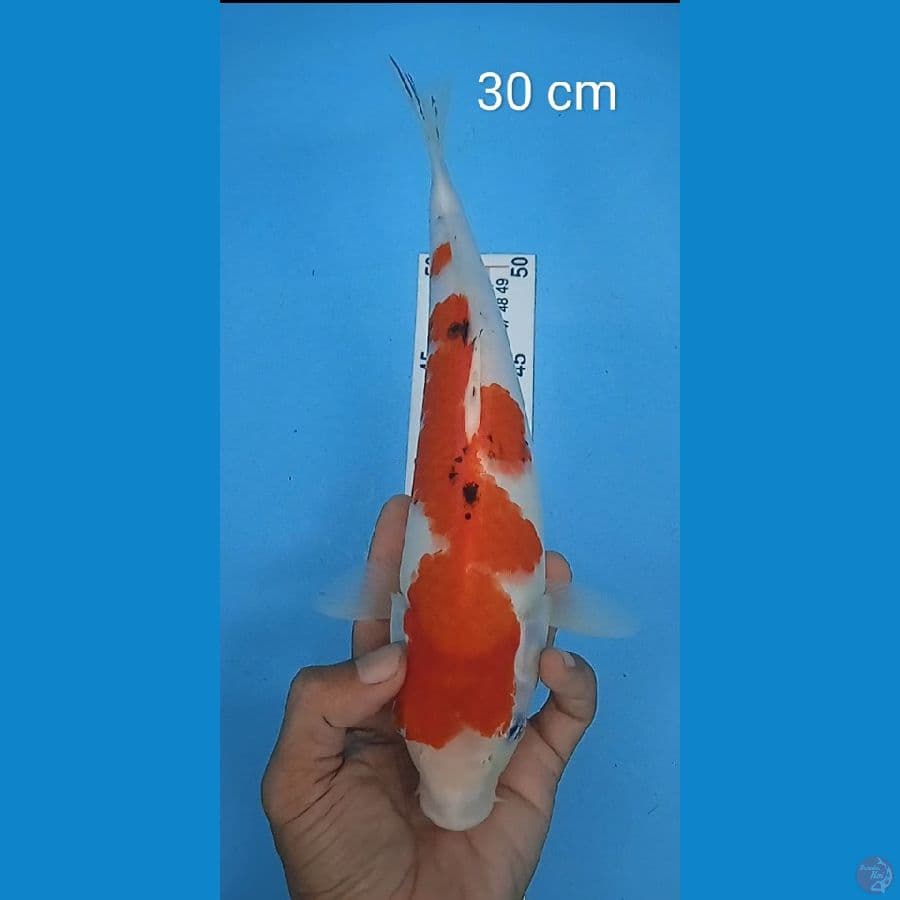 original sanke : 30 cm