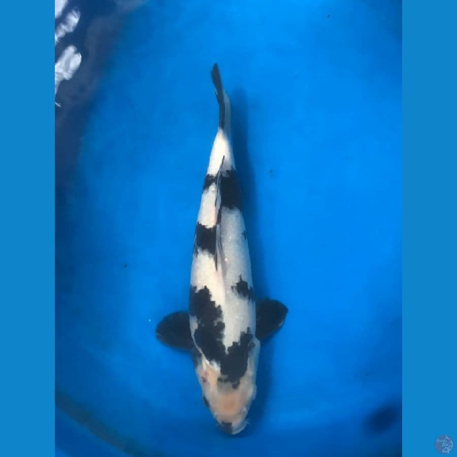 Shiro Jantan 31cm