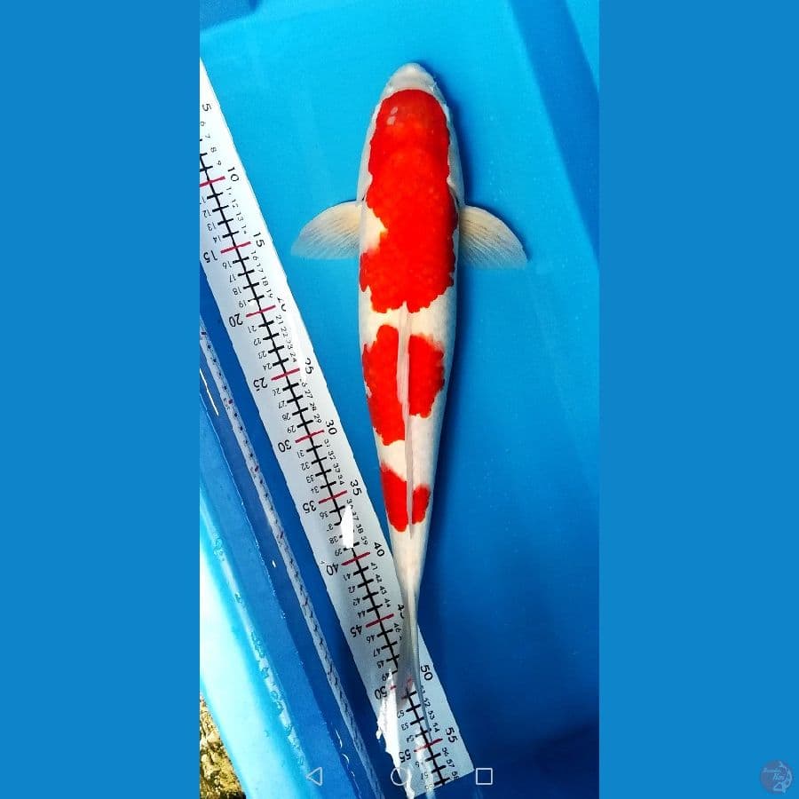 47cm Super Original