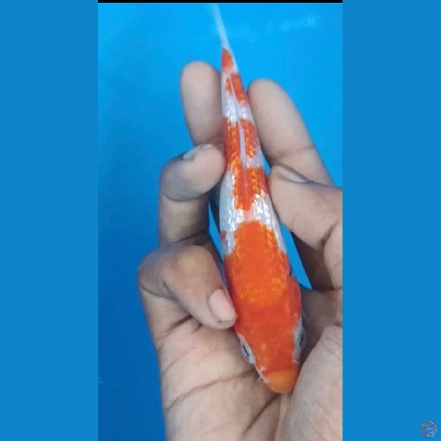 Kohaku ginrin SQ 14 bu