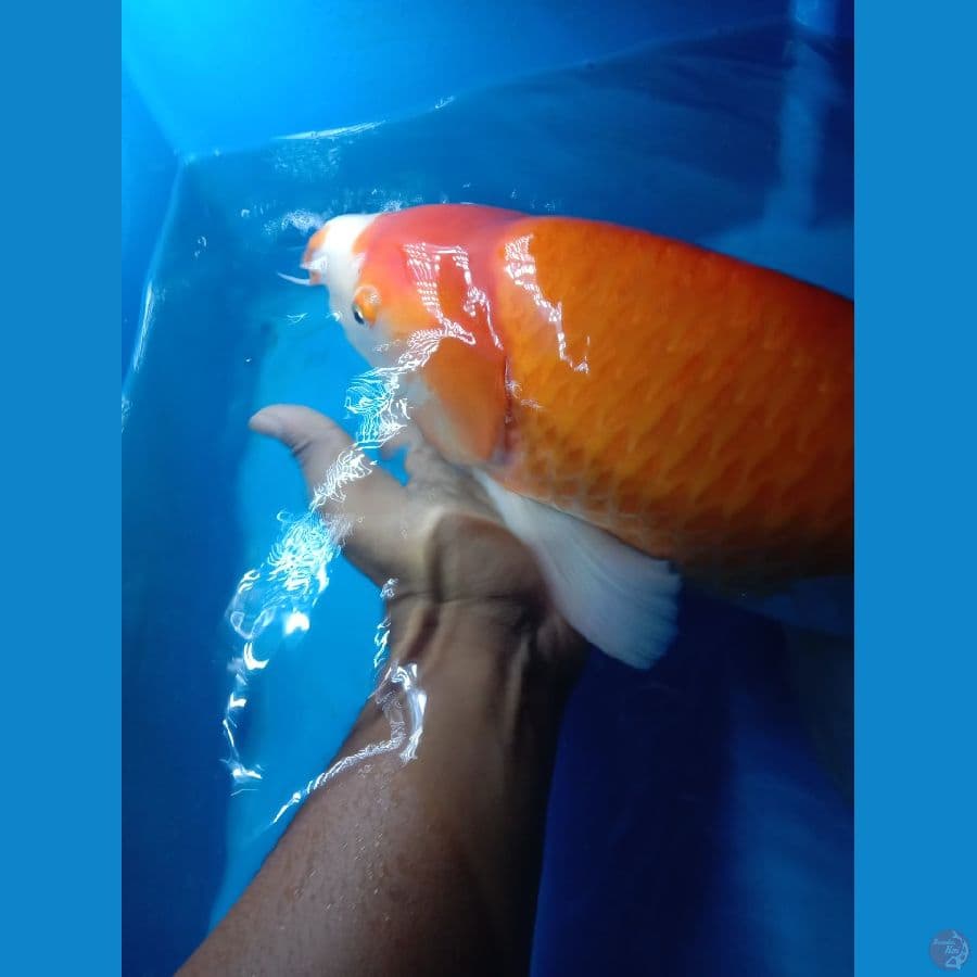 Kohaku IMPORT SAKAI 60cm