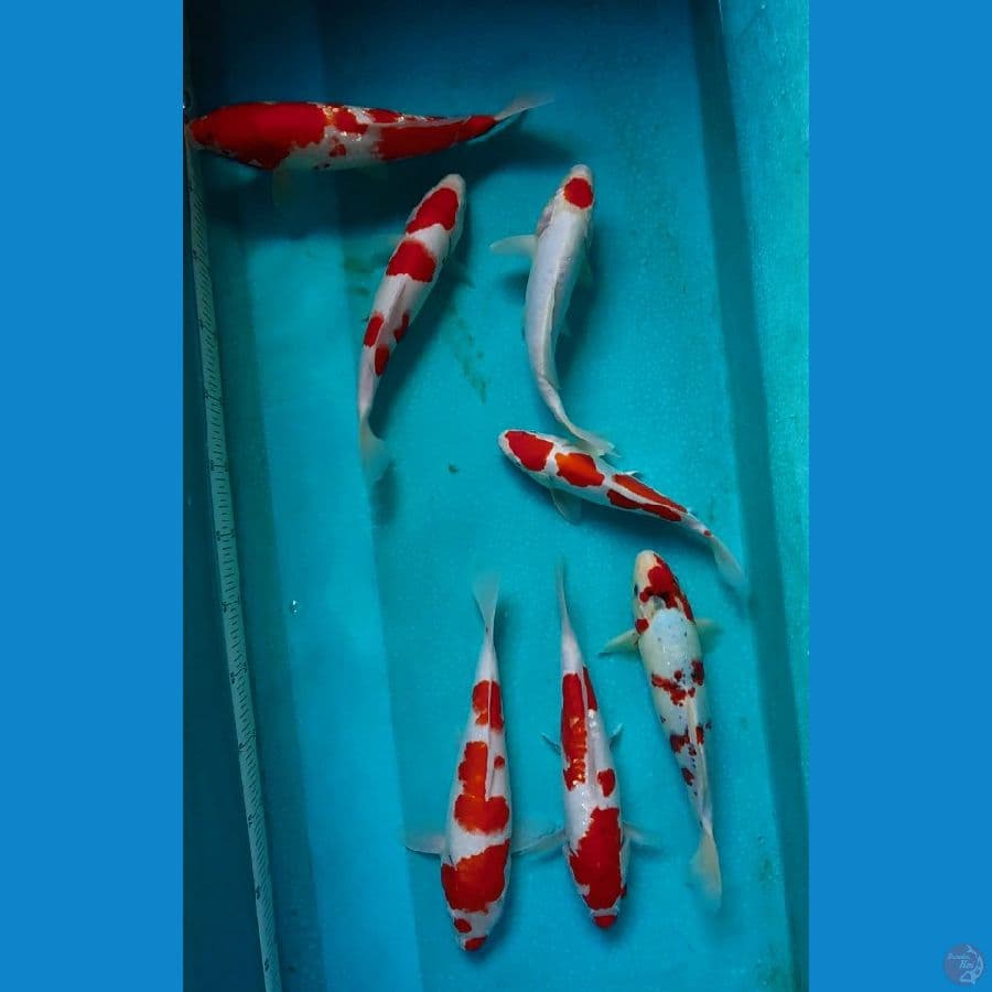 paket kohaku 25-30