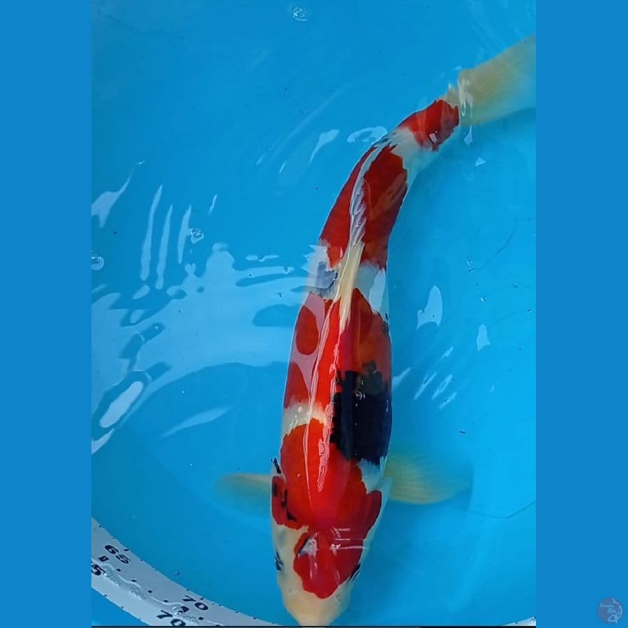 Showa Jantan merah strong 40 Bu