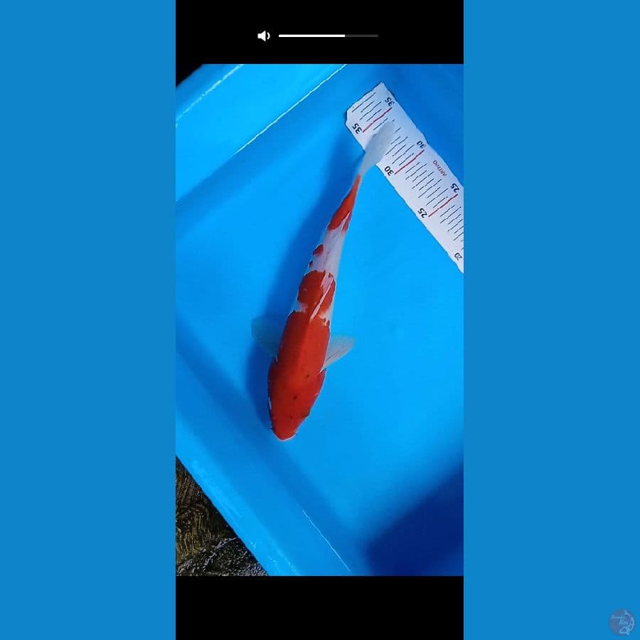 sanke pola indah 29cm